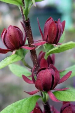 Simply Scentsational Sweetshrub (Calycanthus ) - 2 Gallon Pot -Home Bloom Garden calycanthus simply scentsational sweet shrub 3