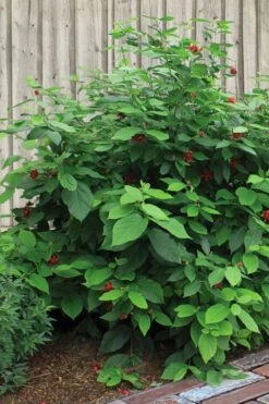 Simply Scentsational Sweetshrub (Calycanthus ) - 2 Gallon Pot -Home Bloom Garden calycanthus simply scentsational sweet shrub 4
