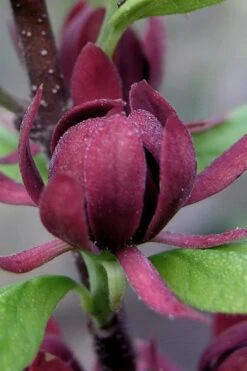 Simply Scentsational Sweetshrub (Calycanthus ) - 2 Gallon Pot -Home Bloom Garden calycanthus simply scentsational sweet shrub 7