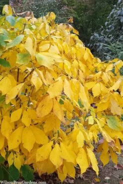 Simply Scentsational Sweetshrub (Calycanthus ) - 2 Gallon Pot -Home Bloom Garden calycanthus simply scentsational sweet shrub 8