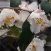 Snowbells Camellia (Camellia Transarisanensis) - 3 Gallon Pot 2 Snowbells Camellia (Camellia Transarisanensis) - 3 Gallon Pot -Home Bloom Garden camellia handelii snowbells 2