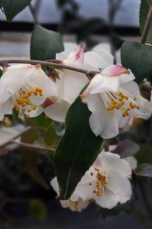 Snowbells Camellia (Camellia Transarisanensis) - 3 Gallon Pot 3 Snowbells Camellia (Camellia Transarisanensis) - 3 Gallon Pot