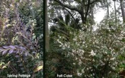 Snowbells Camellia (Camellia Transarisanensis) - 3 Gallon Pot 13 Snowbells Camellia (Camellia Transarisanensis) - 3 Gallon Pot -Home Bloom Garden camellia handelii snowbells 5