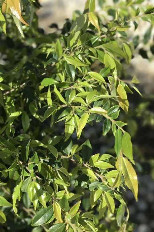 Snowbells Camellia (Camellia Transarisanensis) - 3 Gallon Pot 7 Snowbells Camellia (Camellia Transarisanensis) - 3 Gallon Pot - Image 5