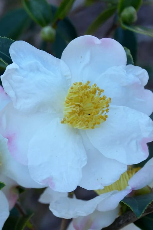 Sweet October Fragrant Camellia - 1 Gallon Pot 8 Sweet October Fragrant Camellia - 1 Gallon Pot - Image 6