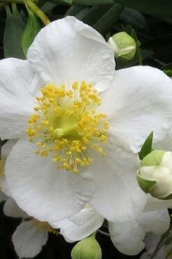 Elizabeth Bush Anemone (Carpentaria Californica) - 5 Gallon Pot -Home Bloom Garden carpentaria californica elizabeth bush anemone 1