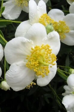 Elizabeth Bush Anemone (Carpentaria Californica) - 5 Gallon Pot -Home Bloom Garden carpentaria californica elizabeth bush anemone 3