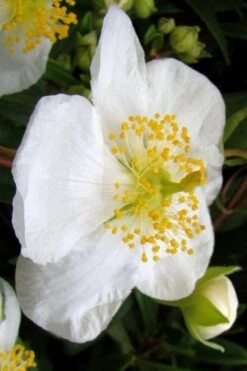 Elizabeth Bush Anemone (Carpentaria Californica) - 5 Gallon Pot -Home Bloom Garden carpentaria californica elizabeth bush anemone 5