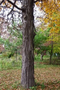 Shagbark Hickory Tree (Carya Ovata) - 3 Gallon Pot -Home Bloom Garden carya ovata shagbark hickory tree 1