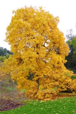 Shagbark Hickory Tree (Carya Ovata) - 3 Gallon Pot -Home Bloom Garden carya ovata shagbark hickory tree 3