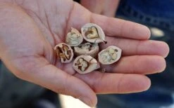 Shagbark Hickory Tree (Carya Ovata) - 3 Gallon Pot -Home Bloom Garden carya ovata shagbark hickory tree nuts 4