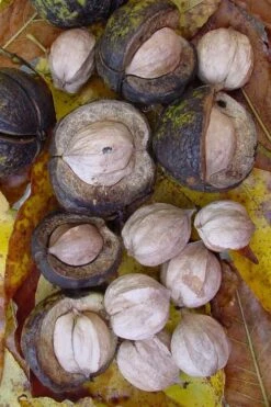 Shagbark Hickory Tree (Carya Ovata) - 3 Gallon Pot -Home Bloom Garden carya ovata shagbark hickory tree nuts 5