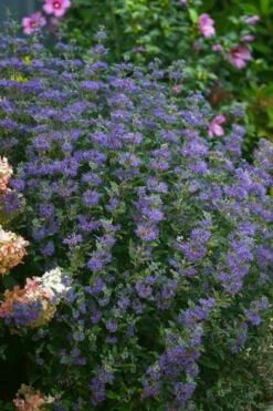 Beyond Midnight Blue Mist Shrub (Caryopteris) - 3 Gallon Pot -Home Bloom Garden caryopteris beyond midnight blue mist shrub 1