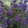 Beyond Midnight Blue Mist Shrub (Caryopteris) - 3 Gallon Pot -Home Bloom Garden caryopteris beyond midnight blue mist shrub 10