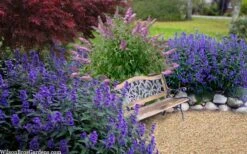 Beyond Midnight Blue Mist Shrub (Caryopteris) - 3 Gallon Pot -Home Bloom Garden caryopteris beyond midnight blue mist shrub 7