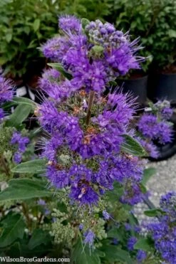 Beyond Midnight Blue Mist Shrub (Caryopteris) - 3 Gallon Pot -Home Bloom Garden caryopteris beyond midnight blue mist shrub 9