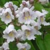 Southern Catalpa Tree - 3 Gallon Pot 1 Southern Catalpa Tree - 3 Gallon Pot -Home Bloom Garden catalpa bignonioides catawba tree 1