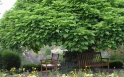 Southern Catalpa Tree - 3 Gallon Pot -Home Bloom Garden catalpa bignonioides catawba tree 3