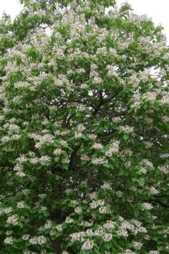 Southern Catalpa Tree - 3 Gallon Pot -Home Bloom Garden catalpa bignonioides catawba tree 4