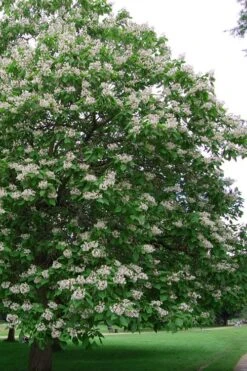 Southern Catalpa Tree - 3 Gallon Pot -Home Bloom Garden catalpa bignonioides catawba tree 5