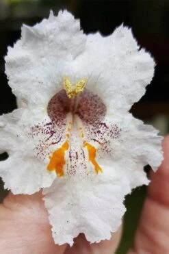 Southern Catalpa Tree - 3 Gallon Pot -Home Bloom Garden catalpa bignonioides catawba tree 7