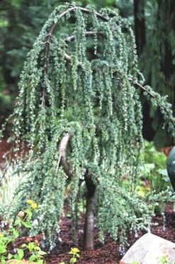 Serpentine Weeping Blue Atlas Cedar - 5 Gallon Pot 13 Serpentine Weeping Blue Atlas Cedar - 5 Gallon Pot -Home Bloom Garden ceadr blue atlas serpentine 1