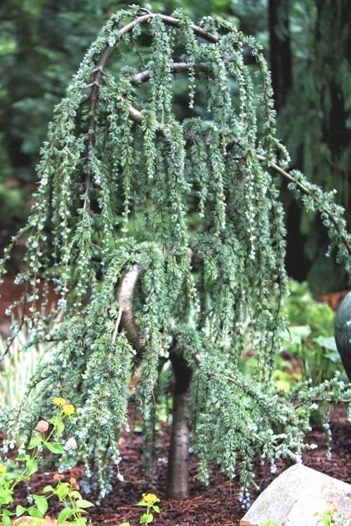 Serpentine Weeping Blue Atlas Cedar - 5 Gallon Pot 8 Serpentine Weeping Blue Atlas Cedar - 5 Gallon Pot - Image 6