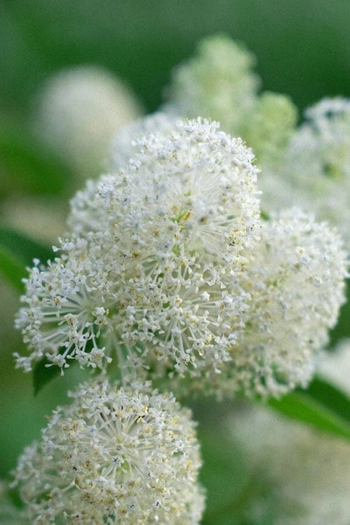 New Jersey Tea Plant (Ceanothus Americanus) - 1 Gallon Pot 14 New Jersey Tea Plant (Ceanothus Americanus) - 1 Gallon Pot - Image 12