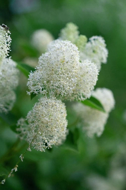 New Jersey Tea Plant (Ceanothus Americanus) - 1 Gallon Pot 9 New Jersey Tea Plant (Ceanothus Americanus) - 1 Gallon Pot - Image 7