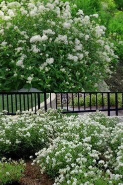 New Jersey Tea Plant (Ceanothus Americanus) - 1 Gallon Pot 18 New Jersey Tea Plant (Ceanothus Americanus) - 1 Gallon Pot -Home Bloom Garden ceanothus americanus new jersey tea plant 14