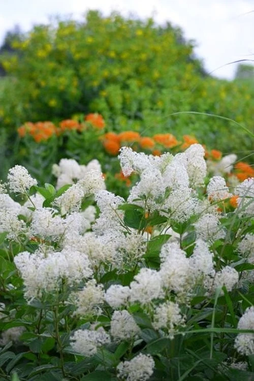 New Jersey Tea Plant (Ceanothus Americanus) - 1 Gallon Pot 8 New Jersey Tea Plant (Ceanothus Americanus) - 1 Gallon Pot - Image 6