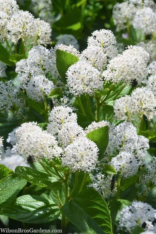 New Jersey Tea Plant (Ceanothus Americanus) - 1 Gallon Pot 6 New Jersey Tea Plant (Ceanothus Americanus) - 1 Gallon Pot - Image 4