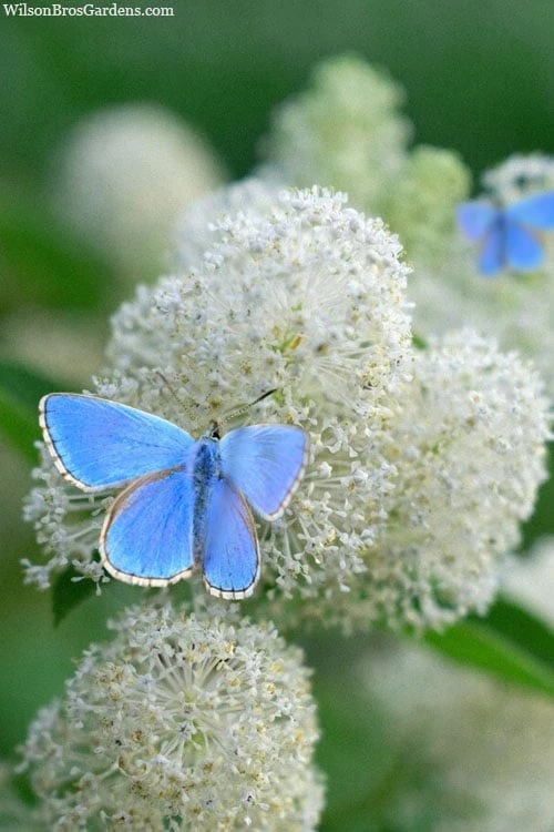New Jersey Tea Plant (Ceanothus Americanus) - 1 Gallon Pot 3 New Jersey Tea Plant (Ceanothus Americanus) - 1 Gallon Pot