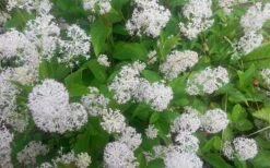 New Jersey Tea Plant (Ceanothus Americanus) - 1 Gallon Pot 22 New Jersey Tea Plant (Ceanothus Americanus) - 1 Gallon Pot -Home Bloom Garden ceanothus americanus new jersey tea plant 7