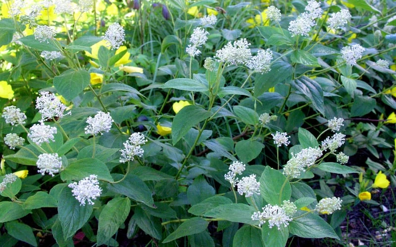 New Jersey Tea Plant (Ceanothus Americanus) - 1 Gallon Pot 10 New Jersey Tea Plant (Ceanothus Americanus) - 1 Gallon Pot - Image 8
