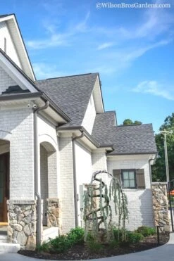 Serpentine Weeping Blue Atlas Cedar - 5 Gallon Pot 11 Serpentine Weeping Blue Atlas Cedar - 5 Gallon Pot -Home Bloom Garden cedar blue atlas serpentine 11