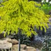 Gold Cascade Deodar Cedar (Single Trunk Topiary Tree)- 7 Gallon Pot -Home Bloom Garden cedrus deodara gold cascade single trunk tree form topiary 2
