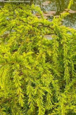 Gold Cascade Deodar Cedar (Single Trunk Topiary Tree)- 7 Gallon Pot -Home Bloom Garden cedrus deodara gold cascade single trunk tree form topiary 3