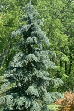 Karl Fuchs Deodar Cedar - 3 Gallon Pot -Home Bloom Garden cedrus deodara karl fuchs himalayan cedar 1