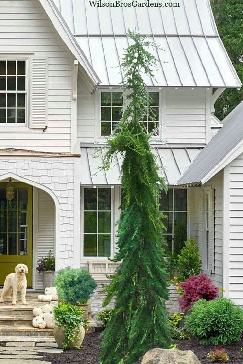 Miles High Weeping Deodar Cedar - 3 Gallon Pot 3 Miles High Weeping Deodar Cedar - 3 Gallon Pot