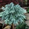 Divinely Blue Deodar Cedar Tree (Single Trunk Topiary) - 3 Gallon Pot -Home Bloom Garden cedrus deodora divinely blue topiary tree 100
