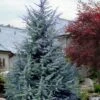 Electra Blue Deodar Cedar - 6 Gallon Pot (4-5') -Home Bloom Garden cedrus deodora divinely blue topiary tree 102