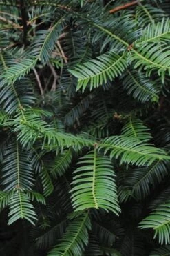 Japanese Plum Yew Tree (Cephalotaxus Harringtonia) - 3 Gallon Pot -Home Bloom Garden cephalotaxus harringtonia tree 2