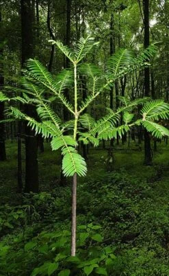 Japanese Plum Yew Tree (Cephalotaxus Harringtonia) - 3 Gallon Pot -Home Bloom Garden cephalotaxus harringtonia tree 6