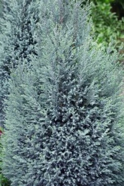 Blue Surprise Lawson Cypress (Chamaecyparis Lawsoniana) - 2 Gallon Pot -Home Bloom Garden chamaecyparis lawsoniana blue surprise lawson cypress 11