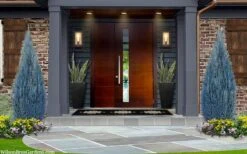 Blue Surprise Lawson Cypress (Chamaecyparis Lawsoniana) - 2 Gallon Pot -Home Bloom Garden chamaecyparis lawsoniana blue surprise lawson cypress 12