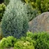 Snow White Lawson's Cypress (Chamaecyparis Lawsoniana) - 2 Gallon Pot -Home Bloom Garden chamaecyparis lawsonii snow white lawsons cypress 5