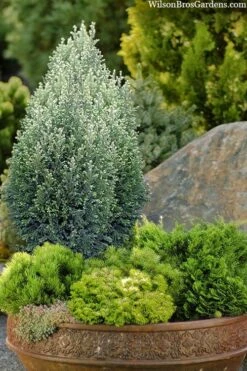 Snow White Lawson's Cypress (Chamaecyparis Lawsoniana) - 3 Gallon Pot