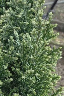 Snow White Lawson's Cypress (Chamaecyparis Lawsoniana) - 5 Gallon Pot -Home Bloom Garden chamaecyparis obtusa blue feathers hinoki cypress 3 1