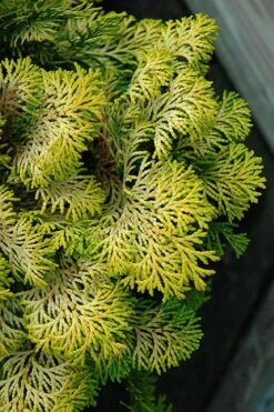 Confucius Golden Hinoki Cypress (Chamaecyparis Obtusa) - 3 Gallon Pot -Home Bloom Garden chamaecyparis obtusa confucius golden hinoki cypress 1 1